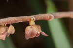 Smallflower pawpaw